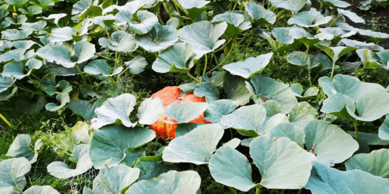 Lire la suite à propos de l’article Des paniers pour lutter contre la précarité alimentaire